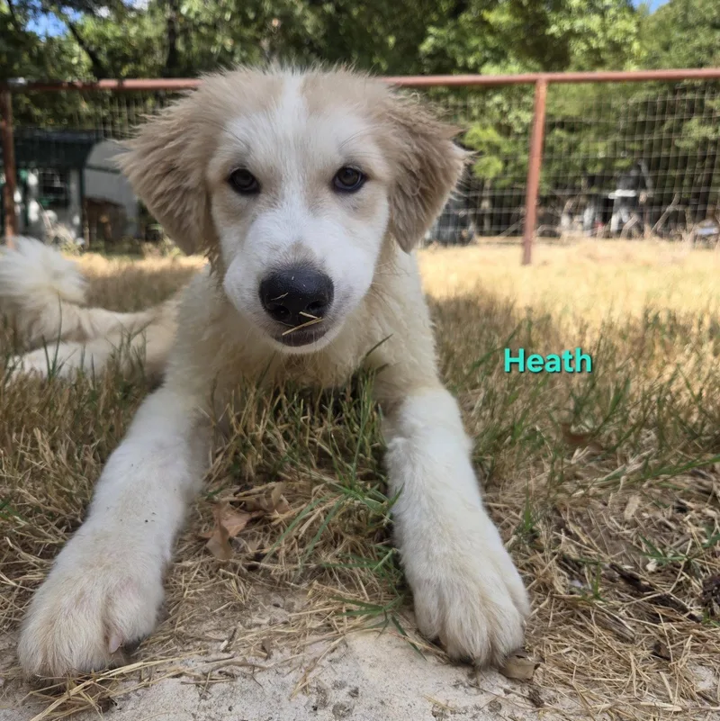 A baby large-sized male White / Cream Great Pyrenees dog named Heath for adoption in Spring, TX