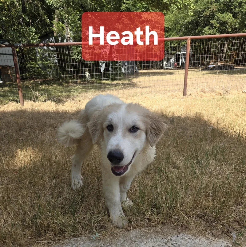 Heath thumbnail 3