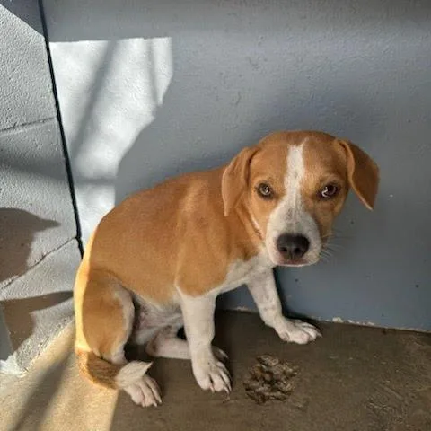 A young medium-sized female Yellow / Tan / Blond / Fawn Hound dog named Bennet for adoption in Austin, TX