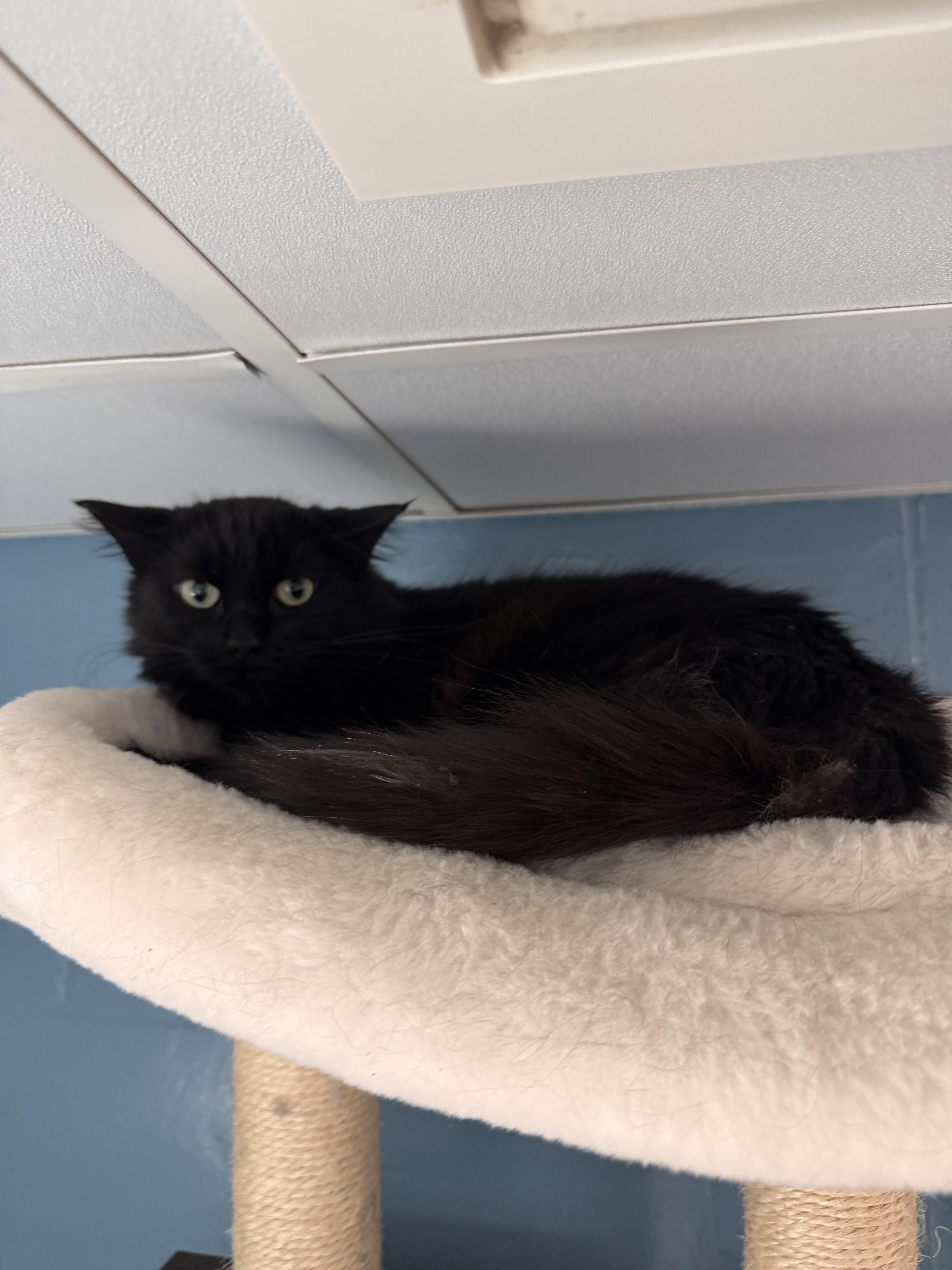 An adult medium-sized female Black Domestic Long Hair cat named International for adoption in Yorkville, IL