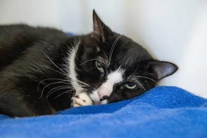 An adult medium-sized male Domestic Short Hair cat named Tiloki for adoption in Ringoes, NJ