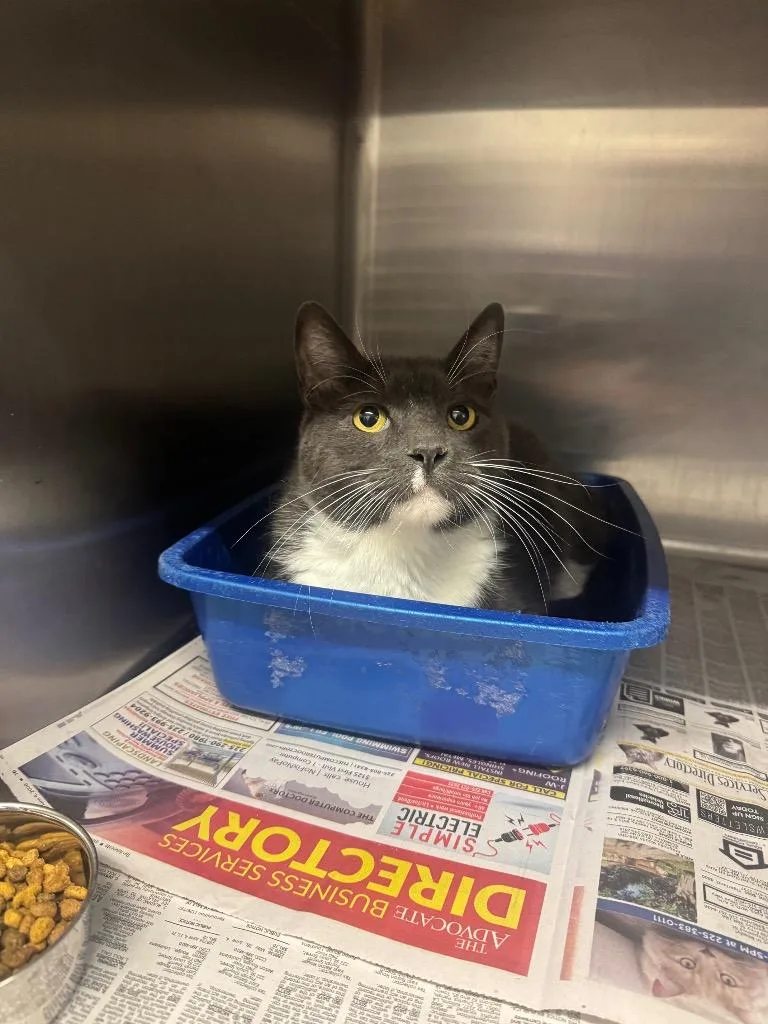 A young medium-sized male Domestic Short Hair cat named Medford for adoption in Sorrento, LA