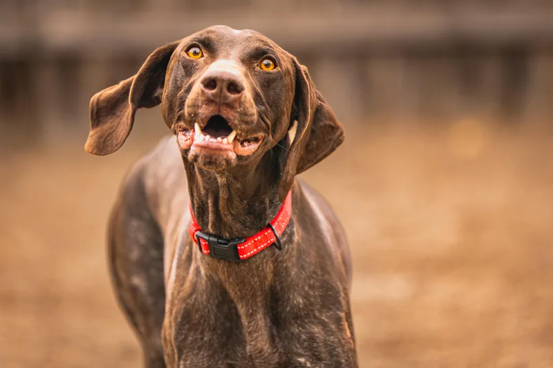 An adult medium-sized female Brown / Chocolate German Shorthaired Pointer dog named Jenny for adoption in Red Wing, MN