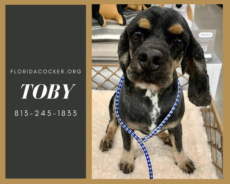 An adult small-sized male Cocker Spaniel dog named Toby for adoption in Land O Lakes, FL