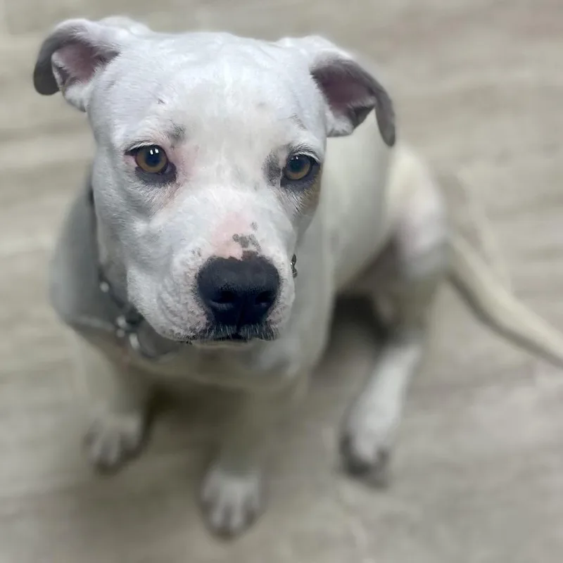 A young medium-sized female White / Cream Pit Bull Terrier dog named Shale for adoption in East Saint Louis, IL