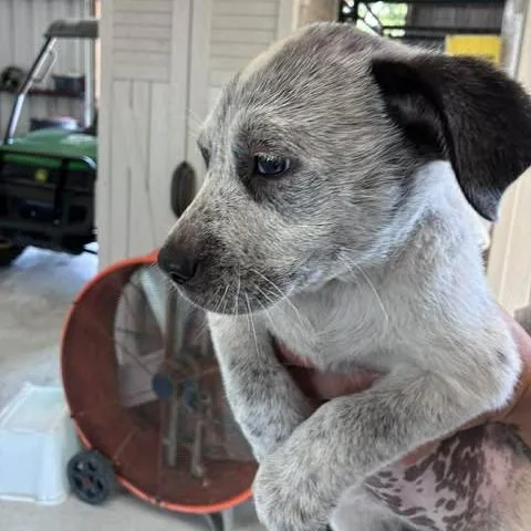 A baby medium-sized female White / Cream English Bulldog dog named Buttercup for adoption in Bastrop, TX