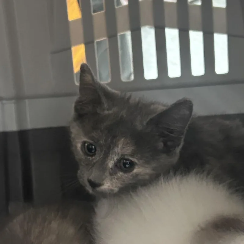 A baby small-sized female Gray / Blue / Silver Domestic Short Hair cat named Crayola for adoption in Philadelphia, PA