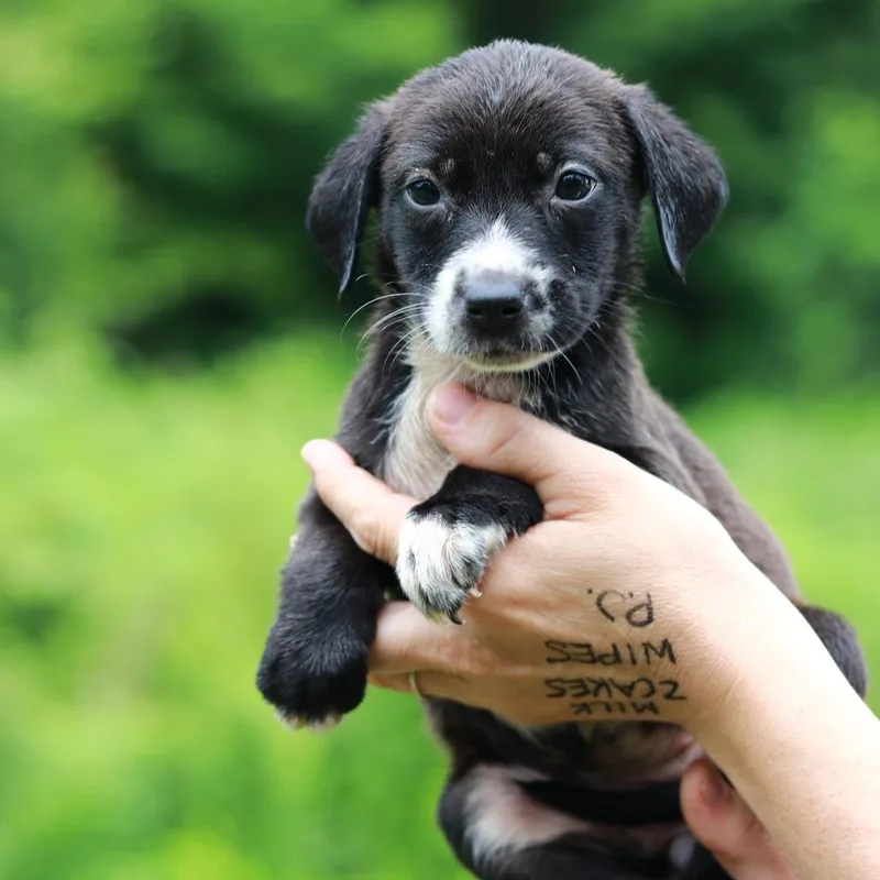 A baby small-sized female Black Labrador Retriever dog named CT Watermelon avail Jul for adoption in Stormville, NY