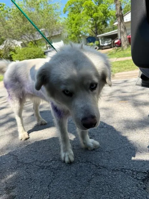 A young large-sized male Mixed Breed dog named Casper for adoption in Dallas, TX
