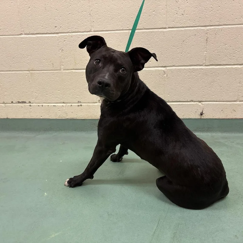 An adult medium-sized female Black Mixed Breed dog named Lexi for adoption in Memphis, TN