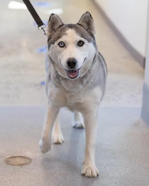 An adult medium-sized female Siberian Husky dog named Luna for adoption in Leesburg, VA