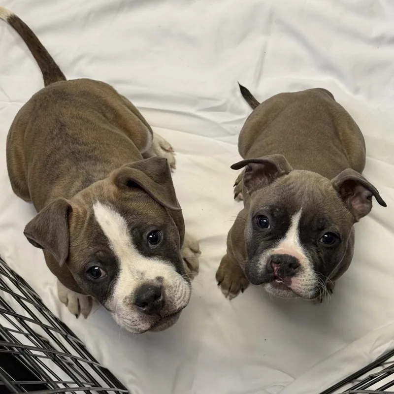 Zucchini thumbnail 2