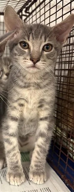 A baby small-sized male Domestic Short Hair cat named Reese for adoption in Fort Lauderdale, FL