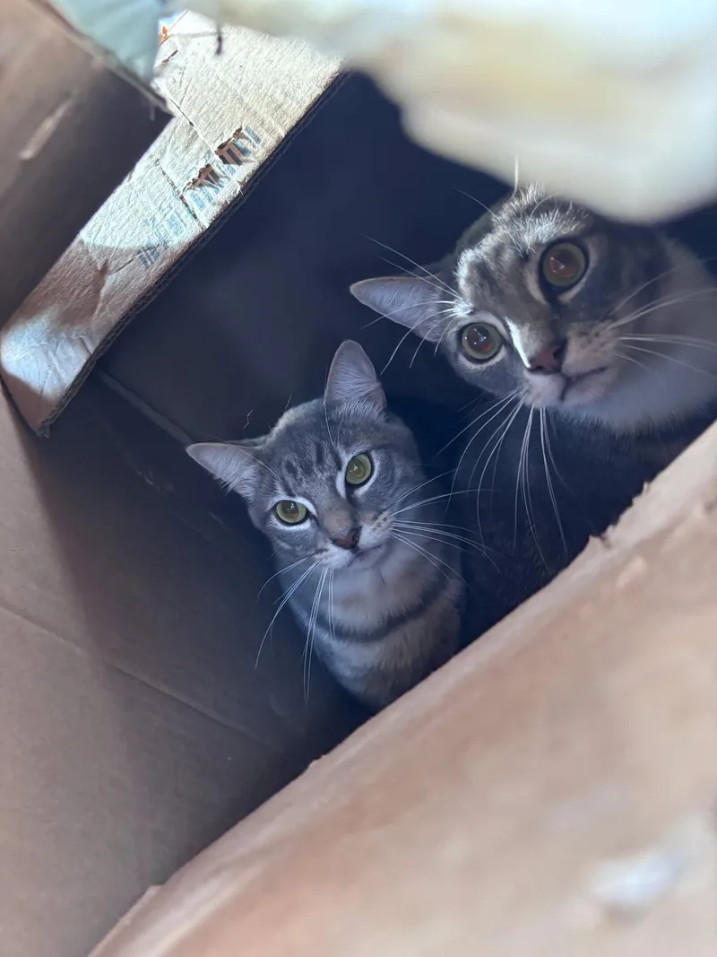 A baby medium-sized male Tabby (Gray / Blue / Silver) Tabby cat named Gizmo for adoption in Nashville, TN