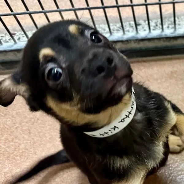 A baby medium-sized female Shepherd dog named Eartha Kitt for adoption in Walnut Creek, CA
