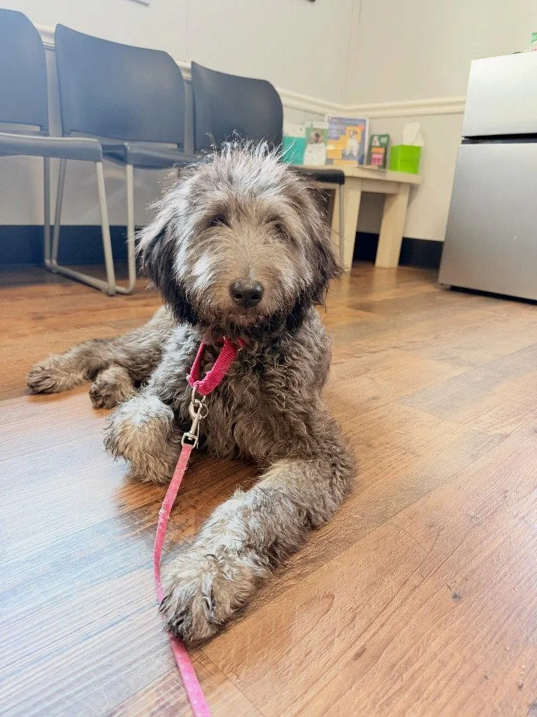 A young small-sized female Poodle dog named Reece for adoption in Ellijay, GA