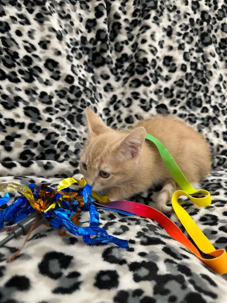 A baby small-sized female Domestic Short Hair cat named Jolene for adoption in Newberg, OR