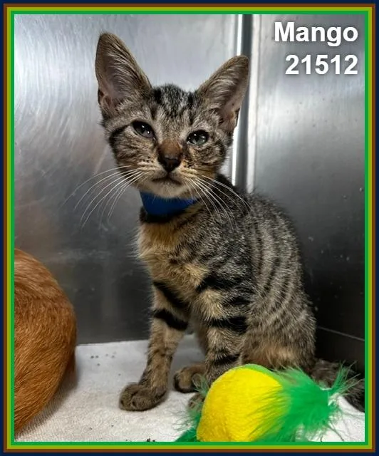 A baby medium-sized male Tabby (Brown / Chocolate) Domestic Short Hair cat named Mango for adoption in Marietta, GA