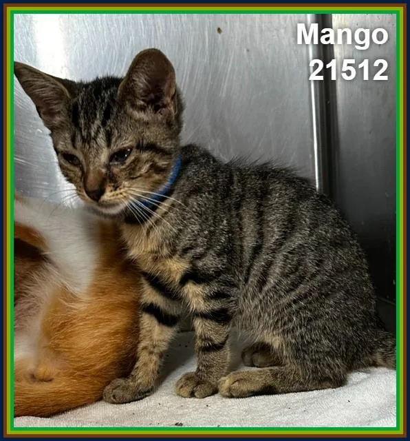 Mango thumbnail 2