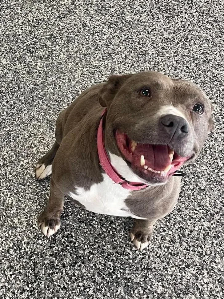 An adult medium-sized female American Staffordshire Terrier dog named Nova for adoption in Seward, NE