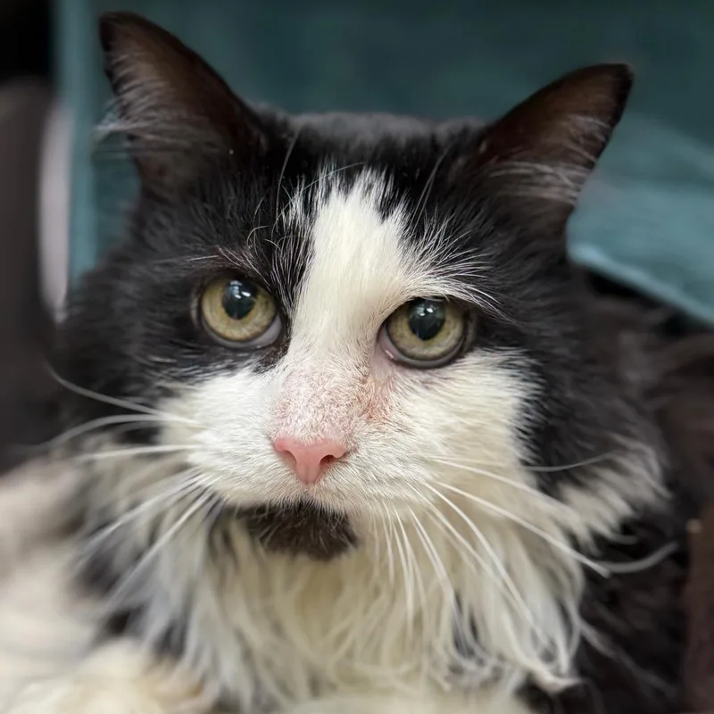 A senior large-sized male Domestic Short Hair cat named Scout aka Scallop for adoption in Perkiomenville, PA