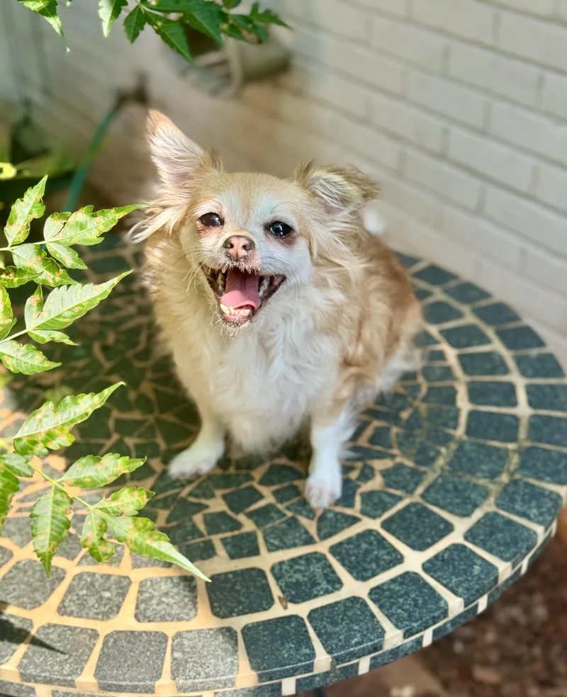 A young small-sized female Red / Chestnut / Orange Pomeranian dog named Rory for adoption in Atlanta, GA