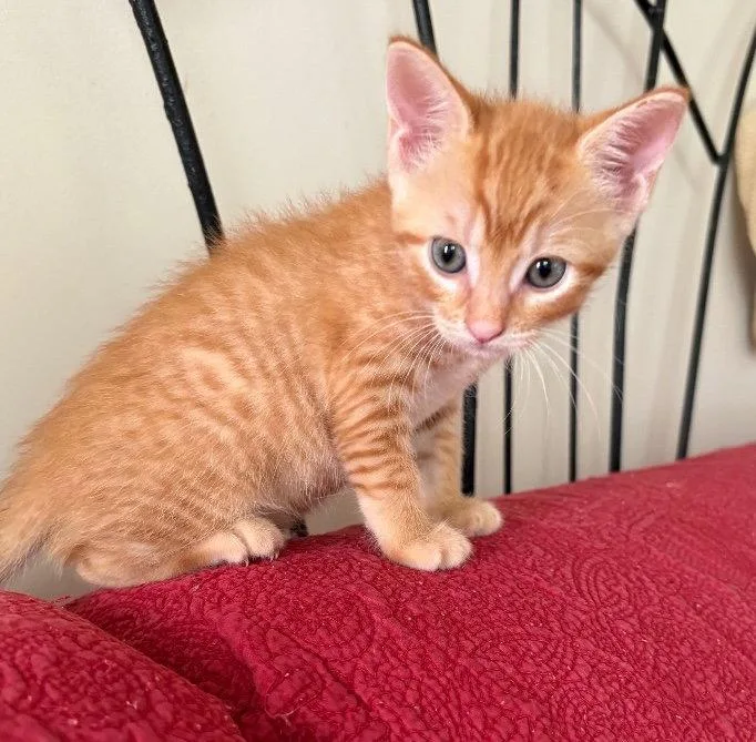 A baby medium-sized male Domestic Short Hair cat named Vindaloo for adoption in Buford, GA