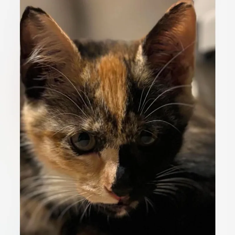 A baby small-sized female Calico Domestic Short Hair cat named Cali for adoption in Granby, MO