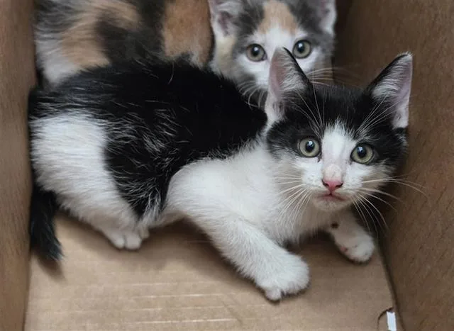 A baby medium-sized male Domestic Short Hair cat named Ellington for adoption in Dallas, TX