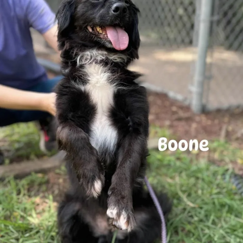 Boone thumbnail 5