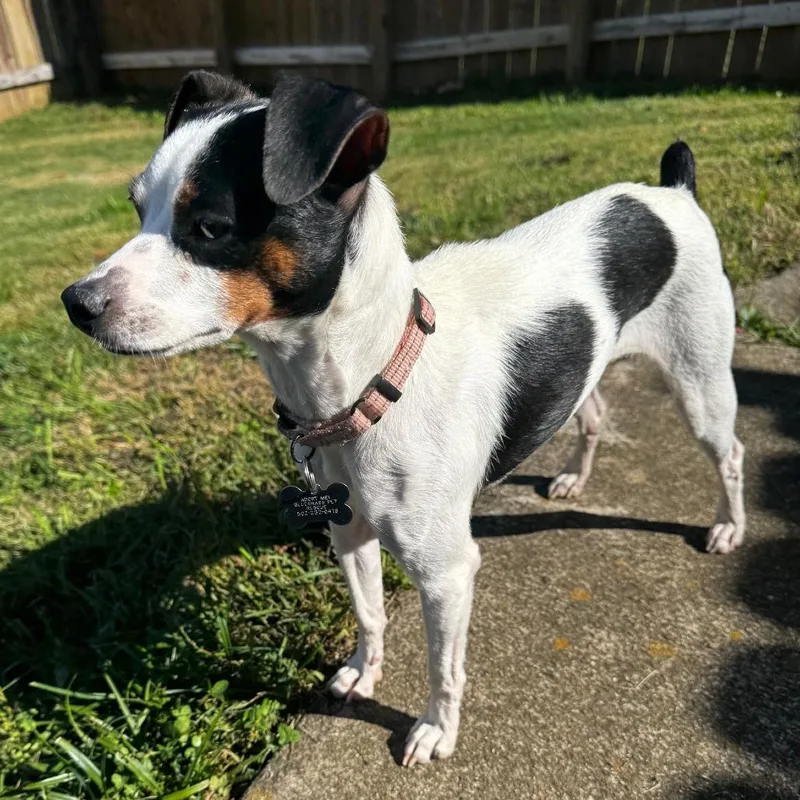 An adult small-sized female White / Cream Jack Russell Terrier dog named Chilli for adoption in La Grange, KY