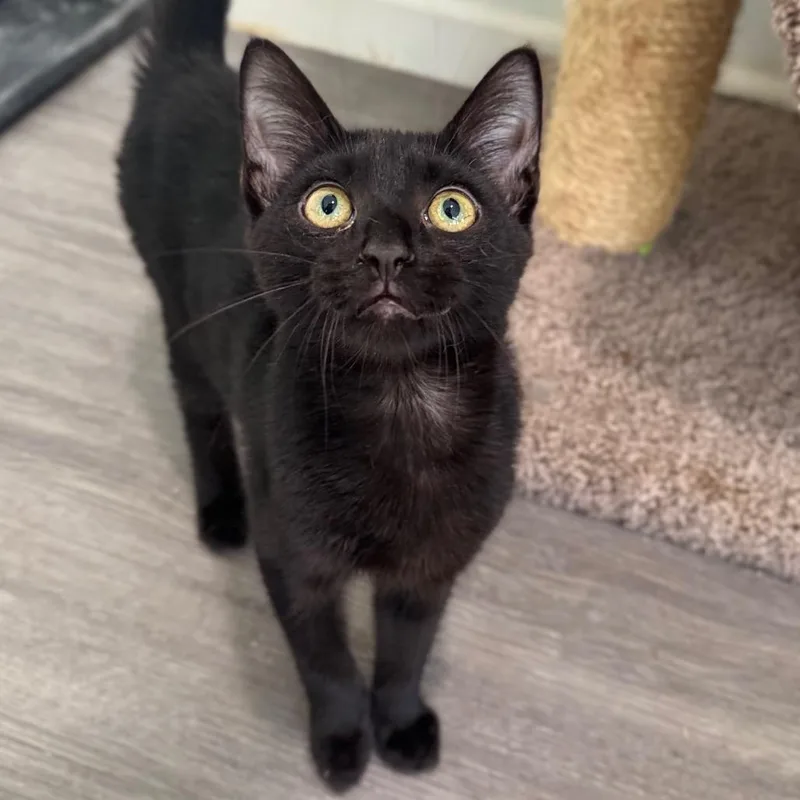A baby small-sized male Black Domestic Short Hair cat named Drakeling for adoption in Fredericksburg, VA