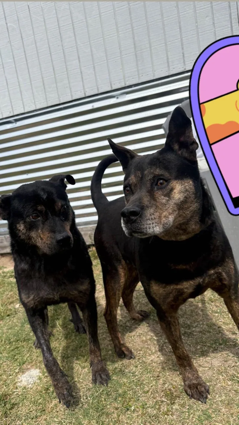 Tumbelina thumbnail 3