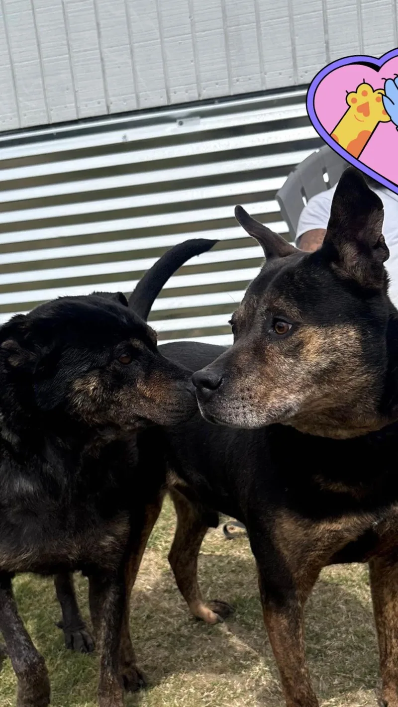 Tumbelina thumbnail 4