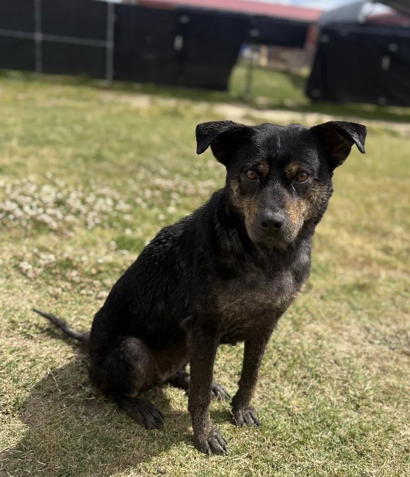 A young medium-sized female Black Cattle Dog dog named Tumbelina for adoption in Mullins, SC