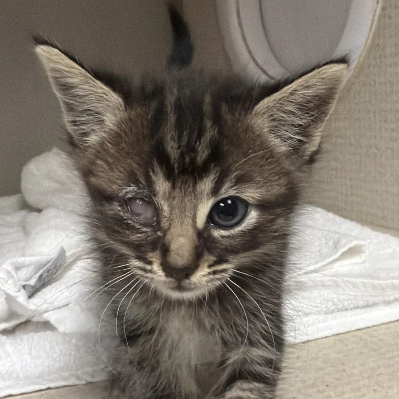 A baby small-sized male Gray / Blue / Silver Domestic Short Hair cat named Lobo for adoption in Yuma, AZ