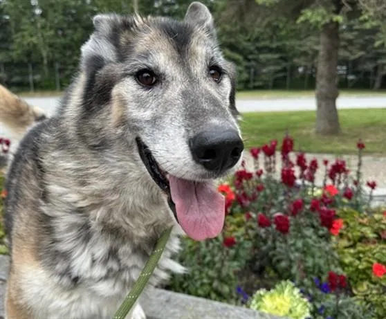 An adult large-sized male Husky dog named Lobo for adoption in Anchorage, AK