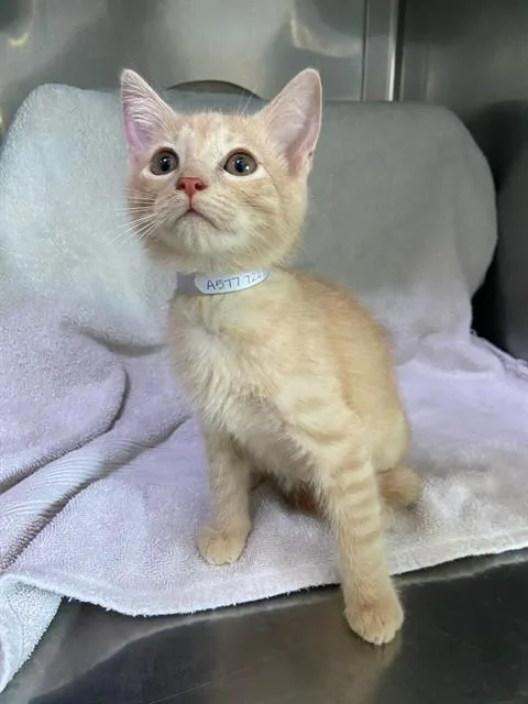 A baby small-sized male Domestic Short Hair cat named Kumquat for adoption in Baldwin Park, CA