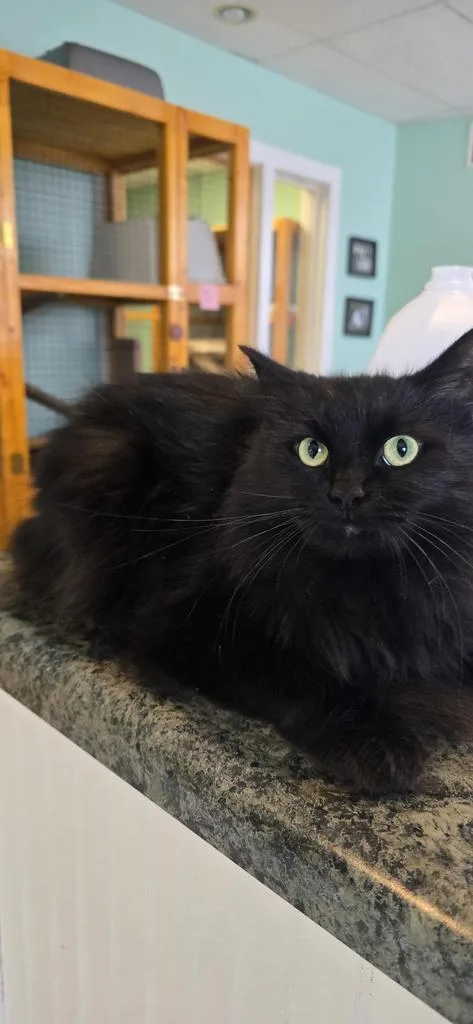 Jet