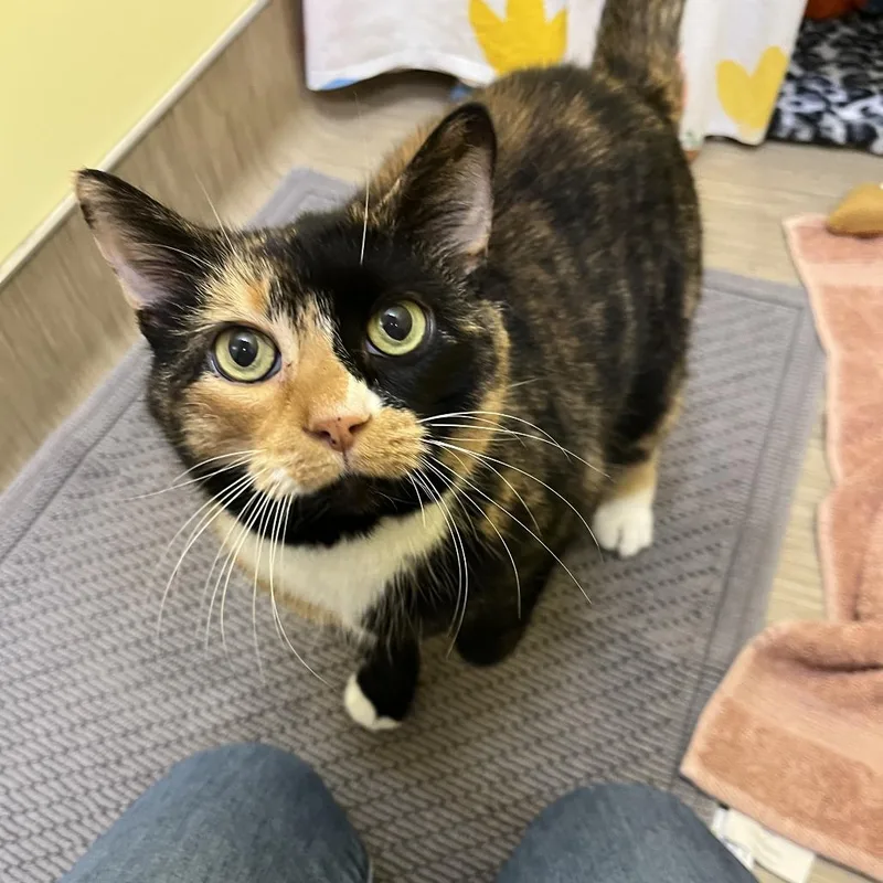 A senior medium-sized female Domestic Short Hair cat named Patches for adoption in Bedford, NH