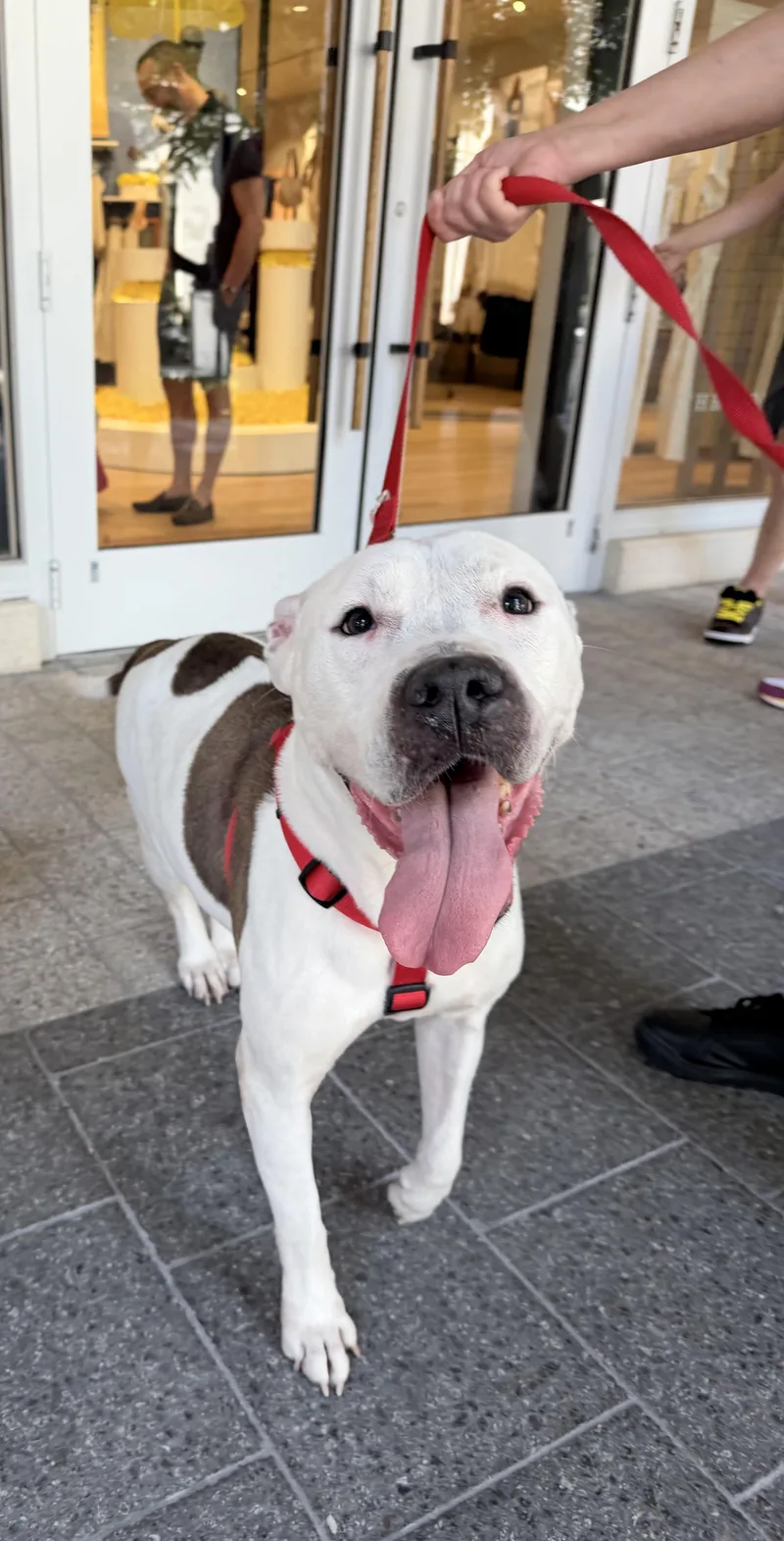 An adult medium-sized female White / Cream Pit Bull Terrier dog named Rue for adoption in Palm springs, FL