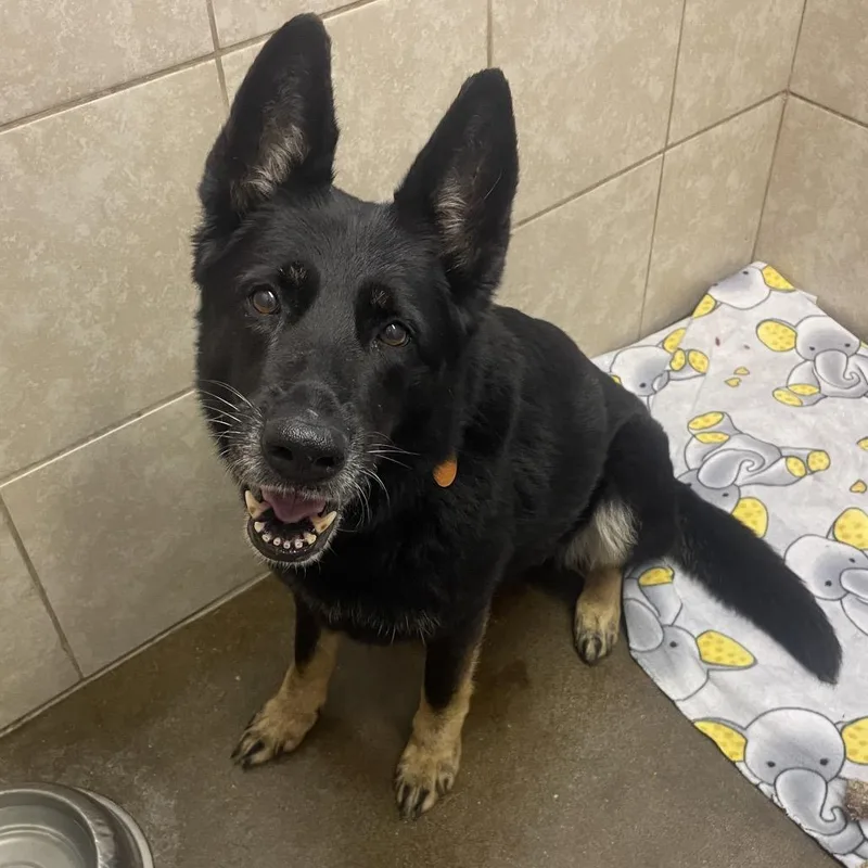 Princess thumbnail 2