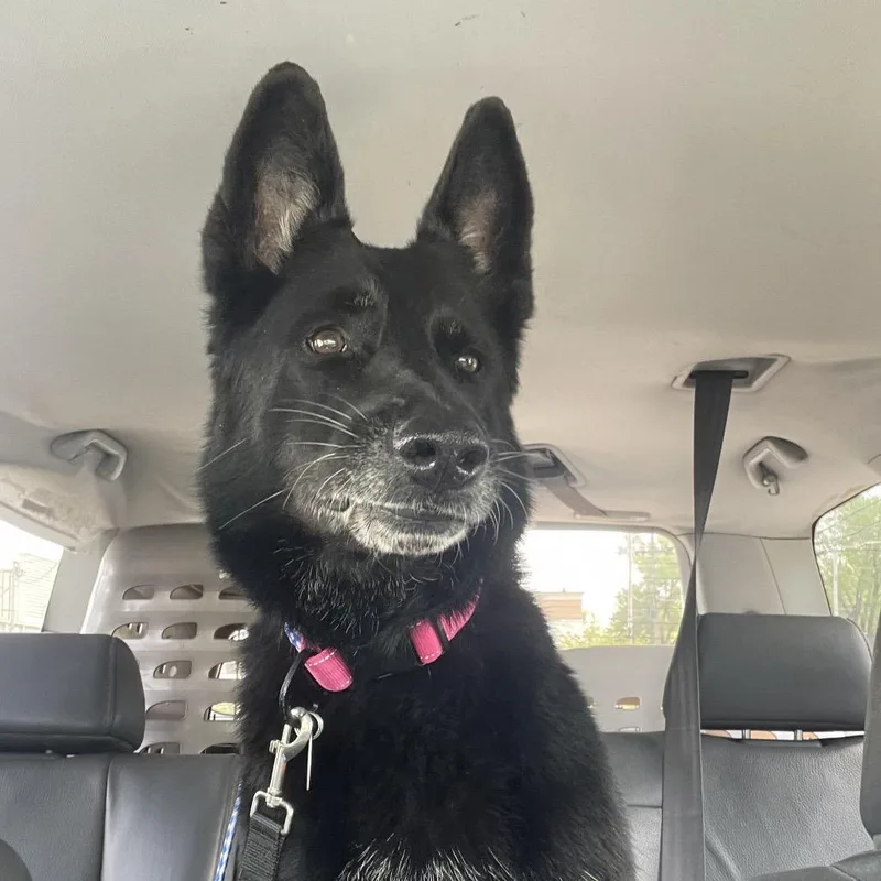 Princess thumbnail 4