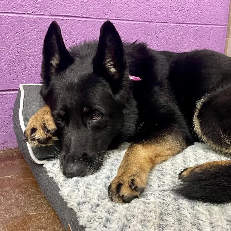 Princess thumbnail 6