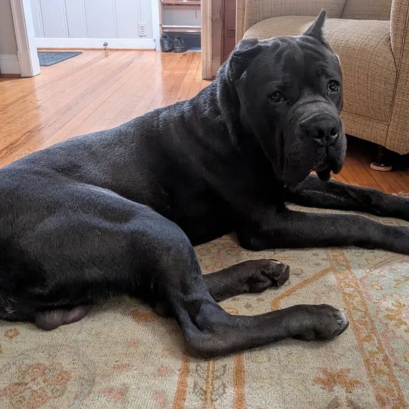 A young large-sized male Cane Corso dog named Tank Jr. for adoption in manchester, PA