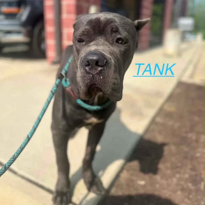 Tank Jr. thumbnail 2