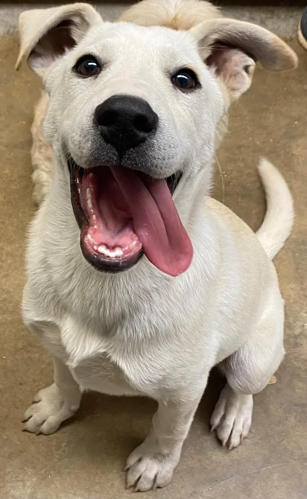 A baby small-sized male Labrador Retriever dog named Tofu for adoption in Lockhart, TX