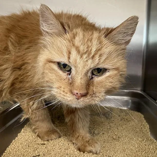 A senior medium-sized female Orange / Red Domestic Medium Hair cat named Sonder for adoption in DeKalb, IL