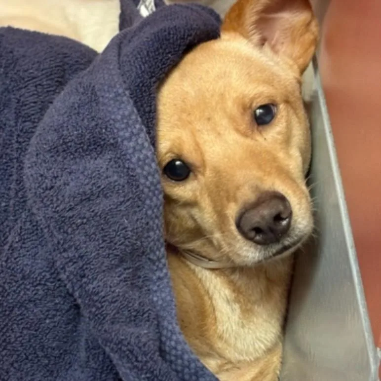 An adult medium-sized female Chihuahua dog named Bee for adoption in Houston, TX