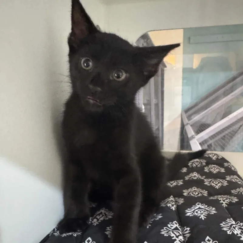 A baby small-sized male Black Domestic Medium Hair cat named Nikos for adoption in Seminole, FL